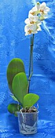 Орхидея фаленопсис (белая)